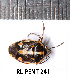  ( - RL-PENT-241)  @11 [ ] CC-by (2025) Roland Lupoli Research collection of Roland Lupoli