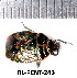  (Eurydema rotundicollis - RL-PENT-243)  @11 [ ] CC-by (2025) Roland Lupoli Research collection of Roland Lupoli