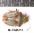  (Brachynema - RL-PENT-246)  @11 [ ] CC-by (2025) Roland Lupoli Research collection of Roland Lupoli