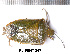  (Brachynema germarii - RL-PENT-247)  @11 [ ] CC-by (2025) Roland Lupoli Research collection of Roland Lupoli