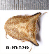  ( - RL-PENT-249)  @11 [ ] CC-by (2025) Roland Lupoli Research collection of Roland Lupoli