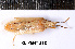  (Mecidea lindbergi - RL-PENT-250)  @11 [ ] CC-by (2025) Roland Lupoli Research collection of Roland Lupoli