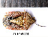  (Dolycoris numidicus - RL-PENT-255)  @11 [ ] CC-by (2025) Roland Lupoli Research collection of Roland Lupoli