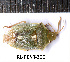  (Brachynema purpureomarginatum - RL-PENT-260)  @11 [ ] CC-by (2025) Roland Lupoli Research collection of Roland Lupoli