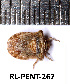  ( - RL-PENT-267)  @11 [ ] CC-by (2025) Roland Lupoli Research collection of Roland Lupoli