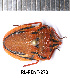  ( - RL-PENT-273)  @11 [ ] CC-by (2025) Roland Lupoli Research collection of Roland Lupoli