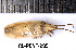  ( - RL-PENT-285)  @11 [ ] CC-by (2025) Roland Lupoli Research collection of Roland Lupoli
