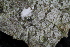  ( - ZMBN_Coc81)  @11 [ ] copyright (2014) Bergen Museum Bergen Museum