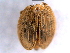  (Eutropistini - BIOUG02557-C12)  @14 [ ] CreativeCommons - Attribution (2013) CBG Photography Group Centre for Biodiversity Genomics