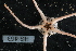  ( - HG_463)  @11 [ ] (by-nc-sa) (2024) Saskia Brix Senckenberg am Meer Hamburg, Department German Centre for Marine Biodiversity Research