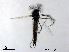  (Propsilocerus sinicus - XL2052)  @11 [ ] CreativeCommons - Attribution Non-Commercial Share-Alike (2019) Xiaolong Lin College of Life Sciences, Nankai University