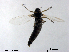  (Propsilocerus paradoxus - XL2053)  @11 [ ] CreativeCommons - Attribution Non-Commercial Share-Alike (2019) Xiaolong Lin College of Life Sciences, Nankai University