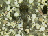  (Leucrocuta sp.LJ2 - HIEPT-1040)  @12 [ ] Unspecified (default): All Rights Reserved  Unspecified Unspecified