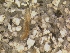  (Agapetus cf. rossi - HIEPT-1044)  @12 [ ] Unspecified (default): All Rights Reserved  Unspecified Unspecified