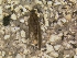  (Agapetus n. sp. 051010 - HIEPT-1089)  @12 [ ] Unspecified (default): All Rights Reserved  Unspecified Unspecified