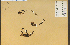  ( - 14504HIM)  @11 [ ] CreativeCommons - Attribution Non-Commercial Share-Alike (2012) University of Guelph, Canada OAC-BIO Herbarium