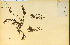  ( - 14505HIM)  @11 [ ] CreativeCommons - Attribution Non-Commercial Share-Alike (2012) University of Guelph, Canada OAC-BIO Herbarium