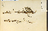  (Pedicularis contorta - 14534HIM)  @11 [ ] CreativeCommons - Attribution Non-Commercial Share-Alike (2012) University of Guelph, Canada OAC-BIO Herbarium