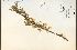  ( - 17469HIM)  @11 [ ] CreativeCommons - Attribution Non-Commercial Share-Alike (2012) University of Guelph, Canada OAC-BIO Herbarium