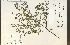  ( - 17706HIM)  @11 [ ] CreativeCommons - Attribution Non-Commercial Share-Alike (2012) University of Guelph, Canada OAC-BIO Herbarium