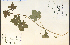  ( - 18119HIM)  @11 [ ] CreativeCommons - Attribution Non-Commercial Share-Alike (2012) University of Guelph, Canada OAC-BIO Herbarium