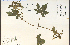  ( - 19599HIM)  @11 [ ] CreativeCommons - Attribution Non-Commercial Share-Alike (2012) University of Guelph, Canada OAC-BIO Herbarium