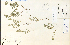  ( - 19931HIM)  @11 [ ] CreativeCommons - Attribution Non-Commercial Share-Alike (2012) University of Guelph, Canada OAC-BIO Herbarium