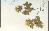  ( - 21023HIM)  @11 [ ] CreativeCommons - Attribution Non-Commercial Share-Alike (2012) University of Guelph, Canada OAC-BIO Herbarium