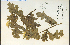 ( - 21025HIM)  @11 [ ] CreativeCommons - Attribution Non-Commercial Share-Alike (2012) University of Guelph, Canada OAC-BIO Herbarium