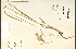  (Bromus kalmii - 21583HIM)  @11 [ ] CreativeCommons - Attribution Non-Commercial Share-Alike (2012) University of Guelph, Canada OAC-BIO Herbarium