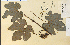  ( - 23315HIM)  @11 [ ] CreativeCommons - Attribution Non-Commercial Share-Alike (2012) University of Guelph, Canada OAC-BIO Herbarium