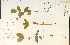  (Triadenum - 23462HIM)  @11 [ ] CreativeCommons - Attribution Non-Commercial Share-Alike (2012) University of Guelph, Canada OAC-BIO Herbarium