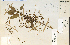  (Cuscuta coryli - 25593HIM)  @11 [ ] CreativeCommons - Attribution Non-Commercial Share-Alike (2012) University of Guelph, Canada OAC-BIO Herbarium
