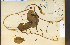  ( - 25595HIM)  @11 [ ] CreativeCommons - Attribution Non-Commercial Share-Alike (2012) University of Guelph, Canada OAC-BIO Herbarium