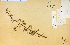  ( - 26545HIM)  @11 [ ] CreativeCommons - Attribution Non-Commercial Share-Alike (2012) University of Guelph, Canada OAC-BIO Herbarium