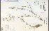 ( - 27166HIM)  @11 [ ] CreativeCommons - Attribution Non-Commercial Share-Alike (2012) University of Guelph, Canada OAC-BIO Herbarium