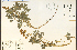  ( - 27937HIM)  @11 [ ] CreativeCommons - Attribution Non-Commercial Share-Alike (2012) University of Guelph, Canada OAC-BIO Herbarium
