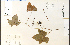  ( - 28057HIM)  @11 [ ] CreativeCommons - Attribution Non-Commercial Share-Alike (2012) University of Guelph, Canada OAC-BIO Herbarium