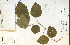  (Crataegus submollis - 30612HIM)  @11 [ ] CreativeCommons - Attribution Non-Commercial Share-Alike (2012) University of Guelph, Canada OAC-BIO Herbarium