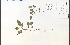  ( - 30880HIM)  @11 [ ] CreativeCommons - Attribution Non-Commercial Share-Alike (2012) University of Guelph, Canada OAC-BIO Herbarium