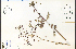  ( - 33302HIM)  @11 [ ] CreativeCommons - Attribution Non-Commercial Share-Alike (2012) University of Guelph, Canada OAC-BIO Herbarium