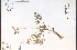  ( - 33373HIM)  @11 [ ] CreativeCommons - Attribution Non-Commercial Share-Alike (2012) University of Guelph, Canada OAC-BIO Herbarium