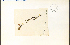  ( - 33739HIM)  @11 [ ] CreativeCommons - Attribution Non-Commercial Share-Alike (2012) University of Guelph, Canada OAC-BIO Herbarium