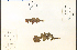  ( - 34218HIM)  @11 [ ] CreativeCommons - Attribution Non-Commercial Share-Alike (2012) University of Guelph, Canada OAC-BIO Herbarium