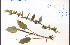  ( - 34770HIM)  @11 [ ] CreativeCommons - Attribution Non-Commercial Share-Alike (2012) University of Guelph, Canada OAC-BIO Herbarium