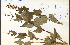  ( - 35036HIM)  @11 [ ] CreativeCommons - Attribution Non-Commercial Share-Alike (2012) University of Guelph, Canada OAC-BIO Herbarium