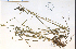  ( - 36158HIM)  @11 [ ] CreativeCommons - Attribution Non-Commercial Share-Alike (2012) University of Guelph, Canada OAC-BIO Herbarium