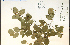  (Amelanchier humilis - 36264HIM)  @11 [ ] CreativeCommons - Attribution Non-Commercial Share-Alike (2012) University of Guelph, Canada OAC-BIO Herbarium