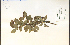  (Amelanchier intermedia - 38371HIM)  @11 [ ] CreativeCommons - Attribution Non-Commercial Share-Alike (2012) University of Guelph, Canada OAC-BIO Herbarium