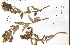  ( - 38490HIM)  @11 [ ] CreativeCommons - Attribution Non-Commercial Share-Alike (2012) University of Guelph, Canada OAC-BIO Herbarium